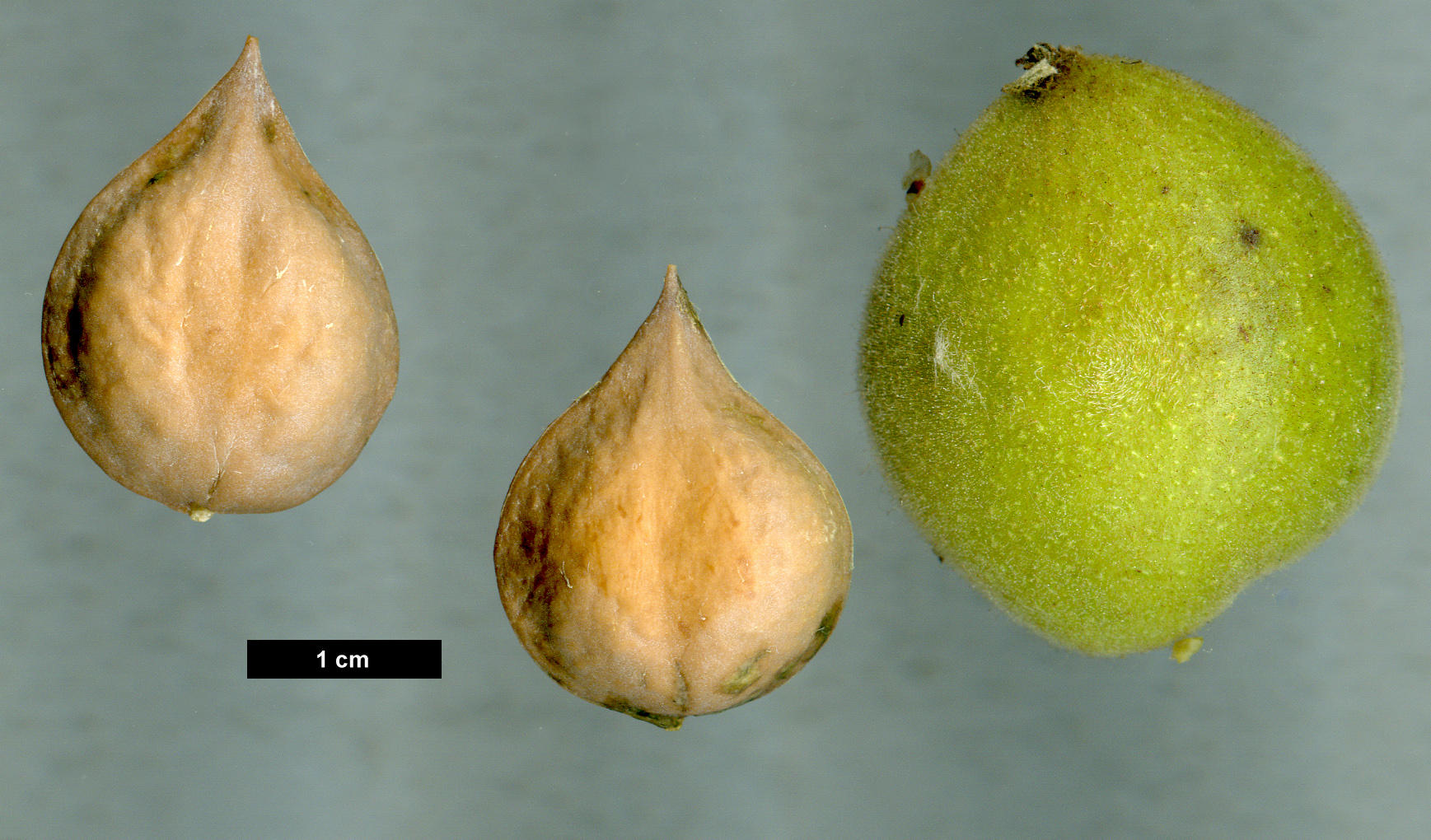 High resolution image: Family: Juglandaceae - Genus: Juglans - Taxon: ailanthifolia - SpeciesSub: var. cordiformis